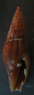 Vexillum (Pusia) ebenus f. plicatula